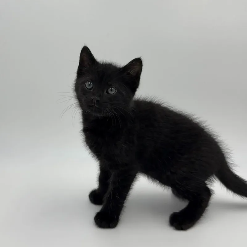 A baby medium-sized male Domestic Short Hair cat named Lone Star for adoption in State College, PA
