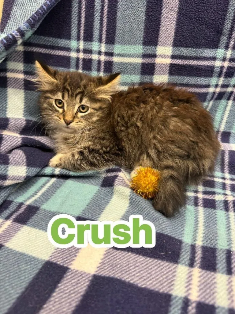 Crush