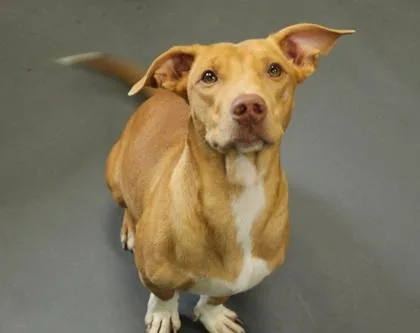 A young medium-sized female Dachshund dog named Lola for adoption in Picayune, MS