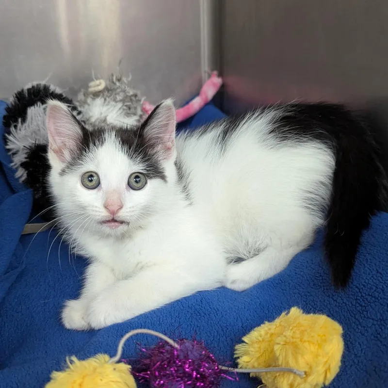 A baby small-sized female Black Domestic Short Hair cat named Annah for adoption in Evansville, IN