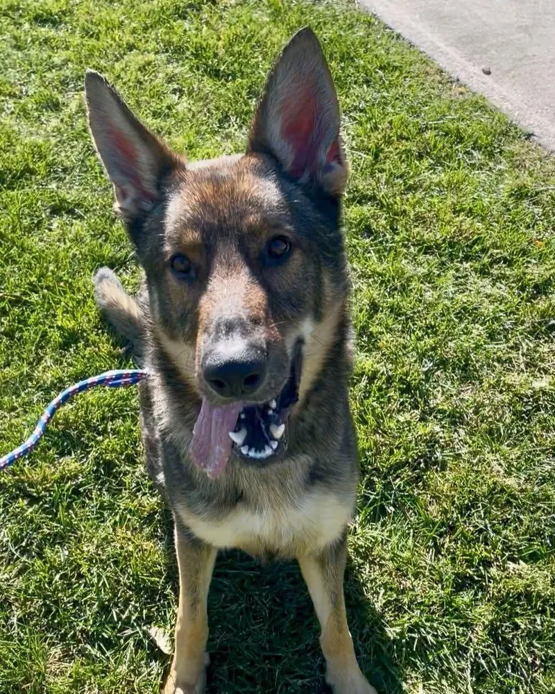 Achilles