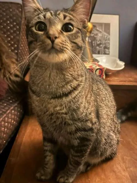 A baby small-sized female Domestic Short Hair cat named Billie Holiday for adoption in Cleveland, OH