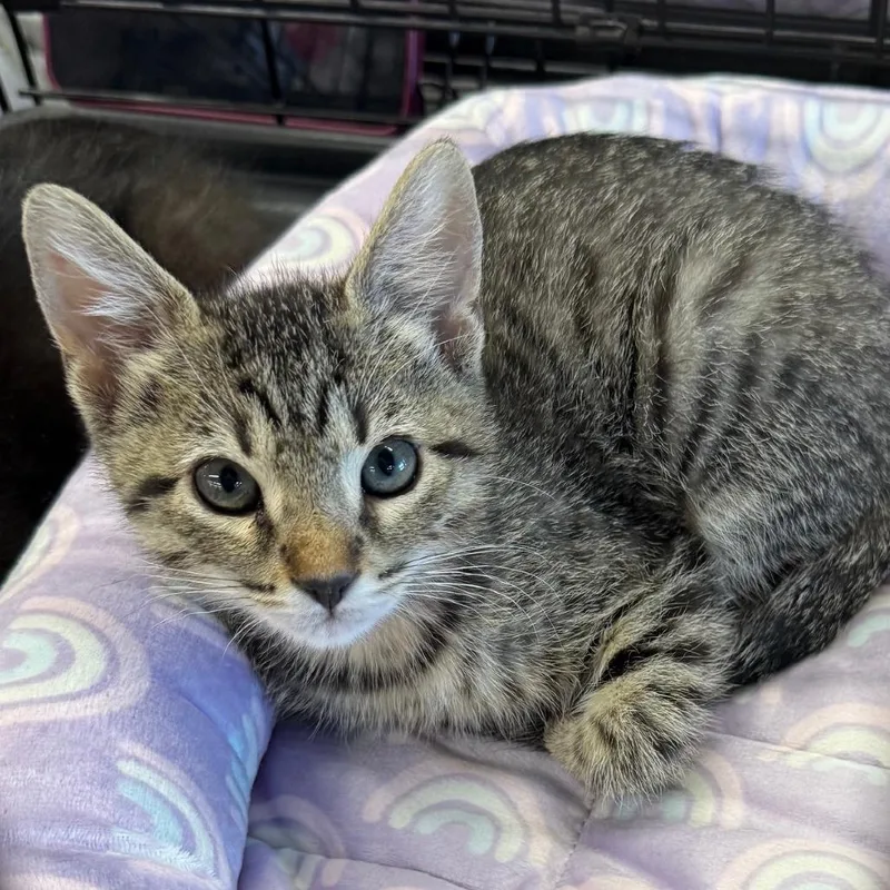 A baby small-sized female Brown / Chocolate Domestic Short Hair cat named Mouse for adoption in Pleasanton, CA