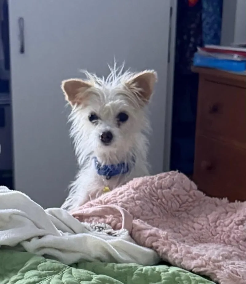 An adult small-sized female Yorkshire Terrier dog named Vera for adoption in Tempe, AZ
