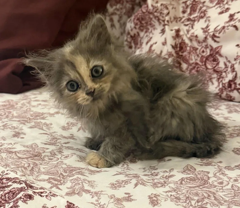 A baby medium-sized female Tortoiseshell cat named Sebring for adoption in Buford, GA
