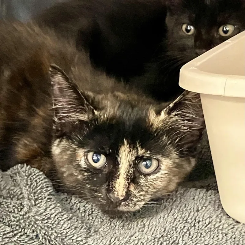 A baby small-sized female Tortoiseshell Domestic Medium Hair cat named Barden Bella for adoption in Port Charlotte, FL