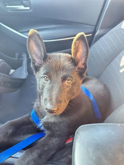 A baby small-sized female German Shepherd Dog dog named Kya for adoption in San Antonio, TX