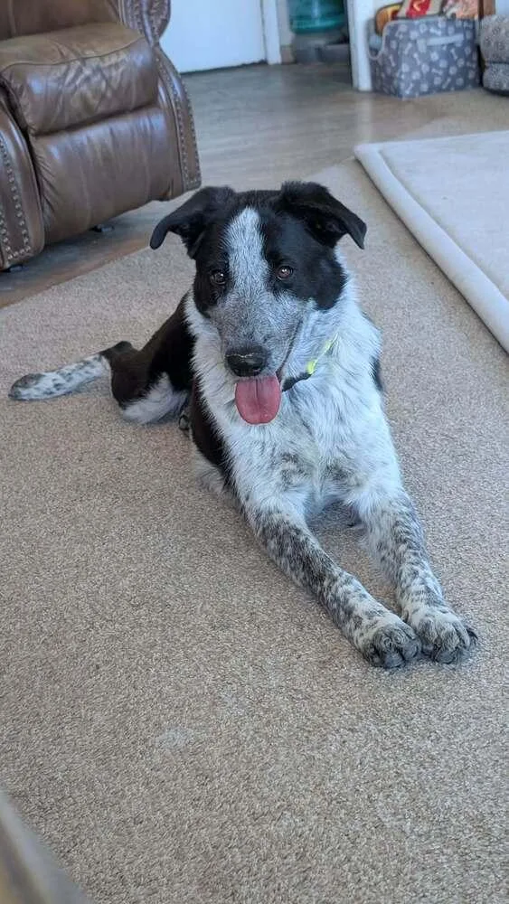 Bella
