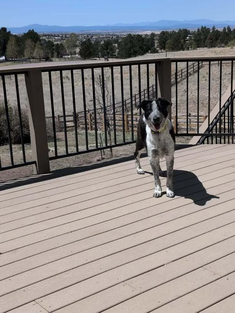 Bella thumbnail 2