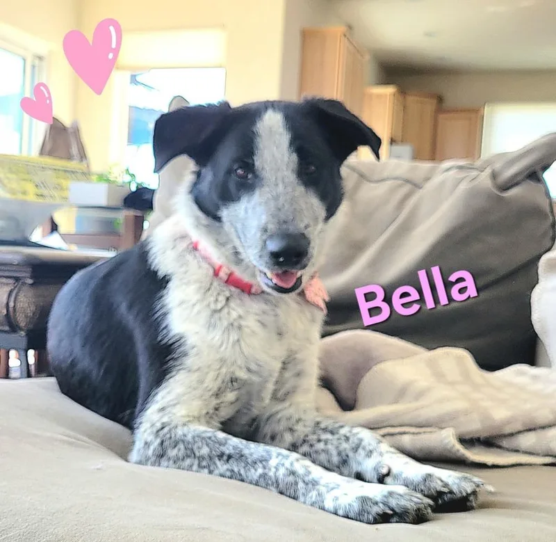 Bella thumbnail 4