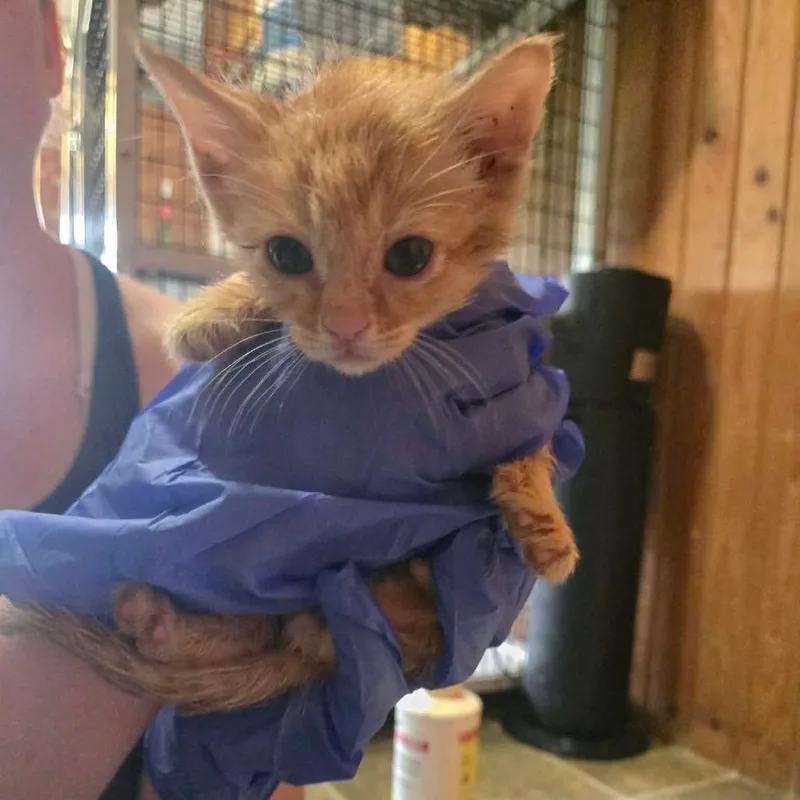 A baby small-sized male Orange / Red Domestic Short Hair cat named Luke Brian for adoption in Tylertown, MS