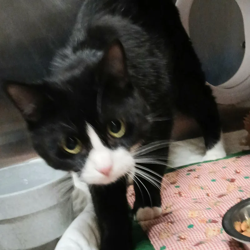 Rosemary thumbnail 2