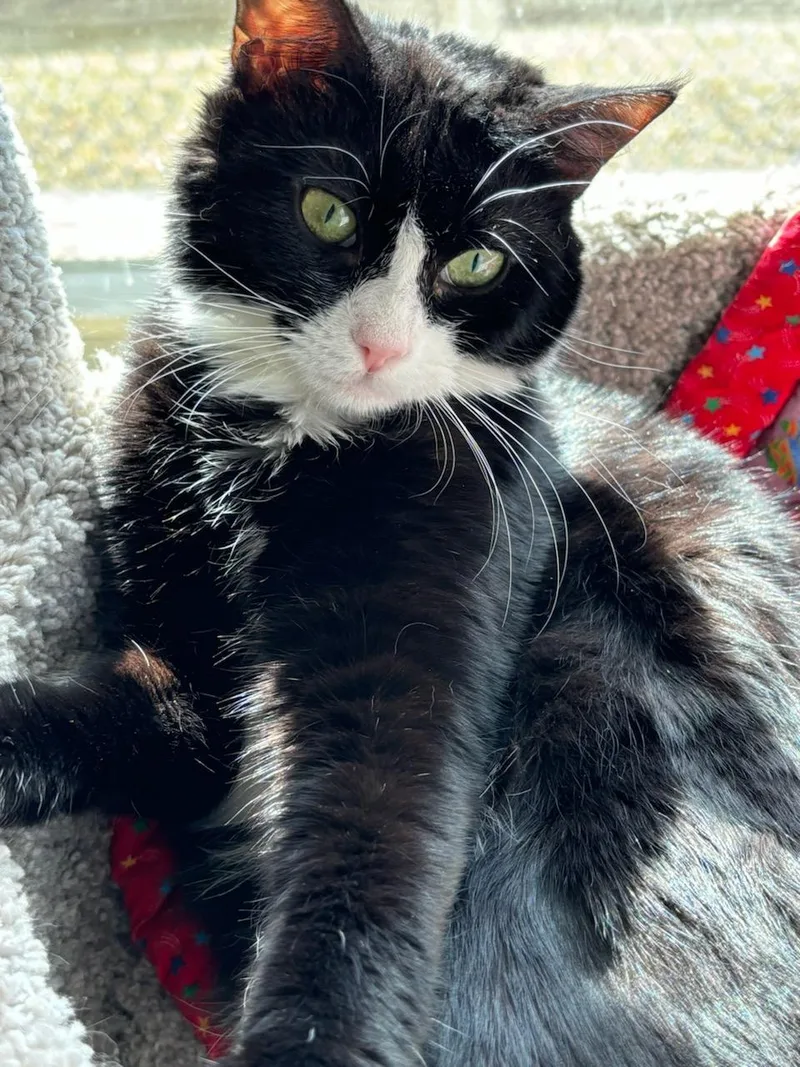 Rosemary thumbnail 3