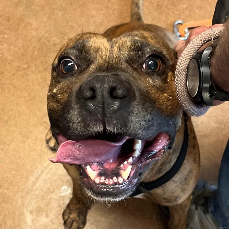 An adult large-sized male Brindle Boxer dog named Lucas for adoption in Clarksville, AR