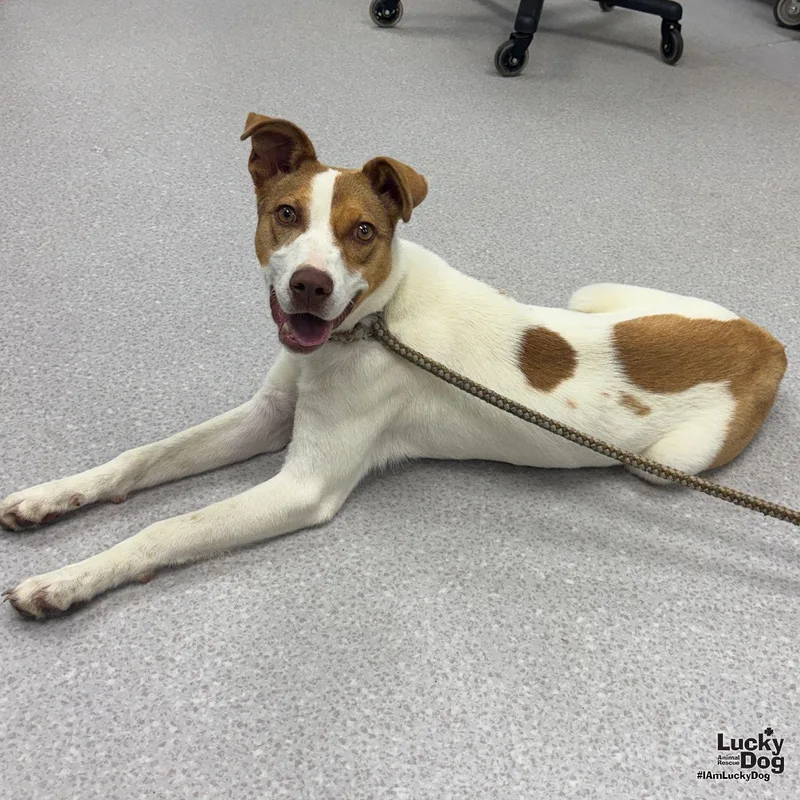 A young medium-sized female Hound dog named Sheena for adoption in Washington, DC