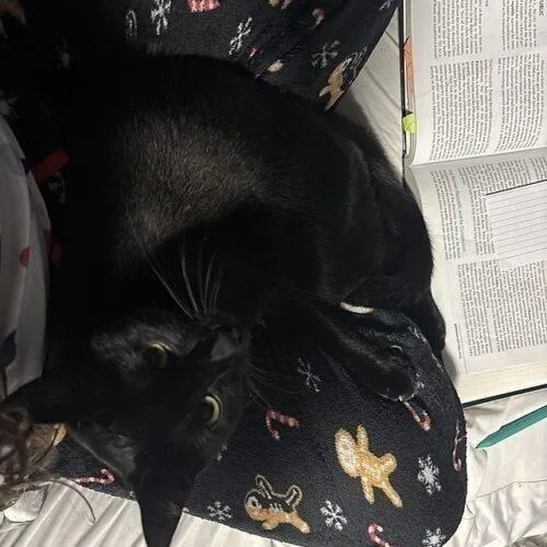 A young small-sized male Black Domestic Short Hair cat named Maui for adoption in Tampa, FL