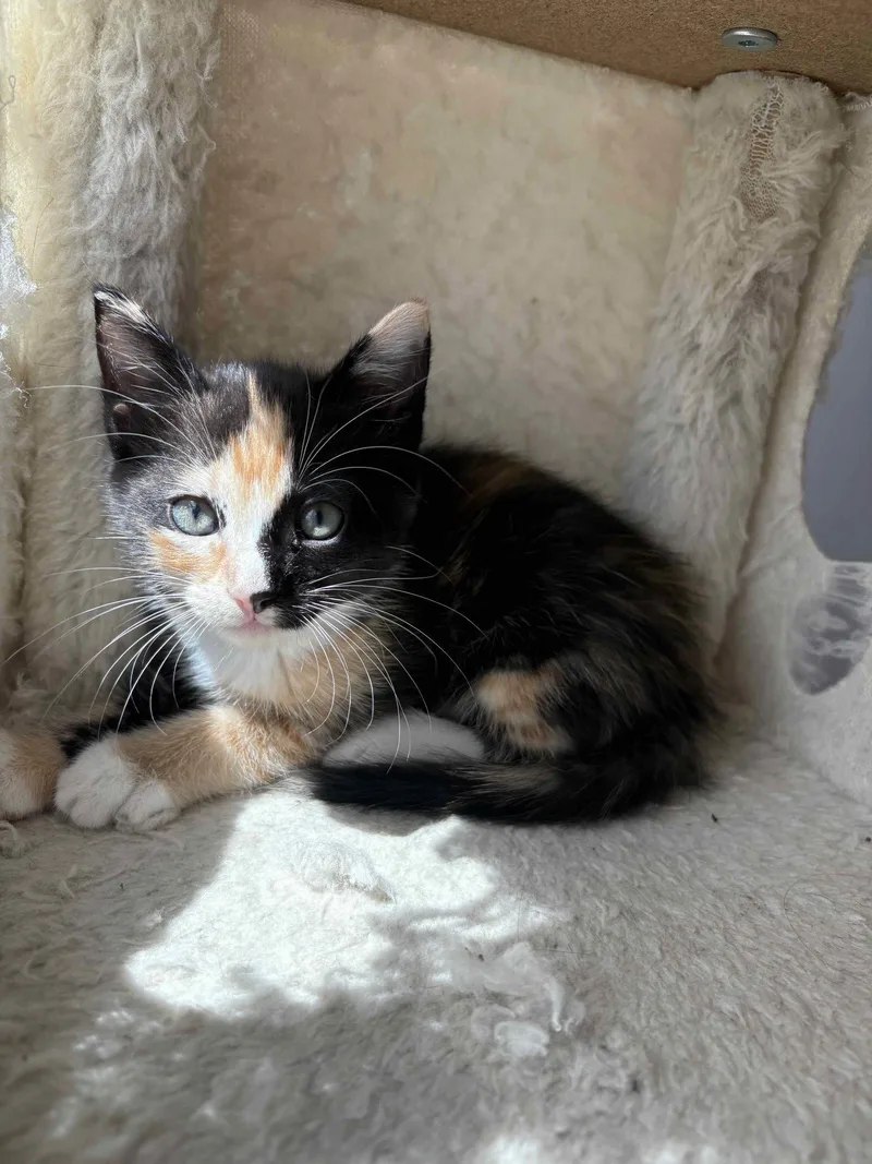 A baby medium-sized female Calico cat named Deklyn for adoption in Buford, GA