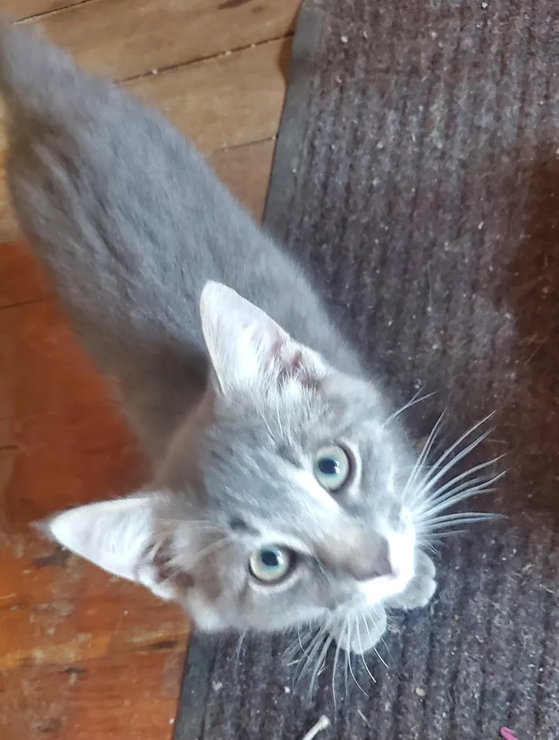 A baby medium-sized male Tabby (Gray / Blue / Silver) Domestic Short Hair cat named Lobo for adoption in Stockholm, WI