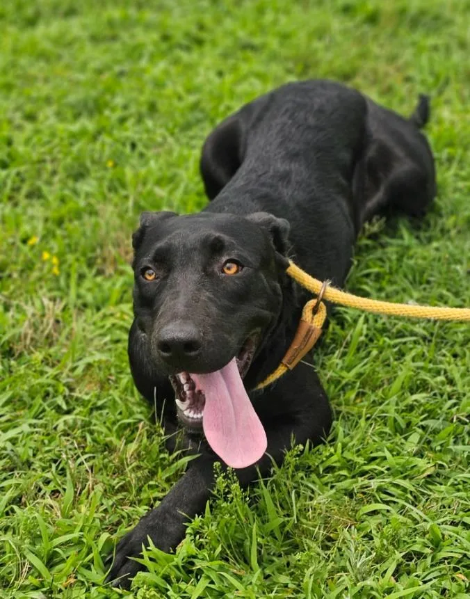 A young medium-sized female Black Australian Cattle Dog / Blue Heeler dog named Airis for adoption in Morrilton, AR