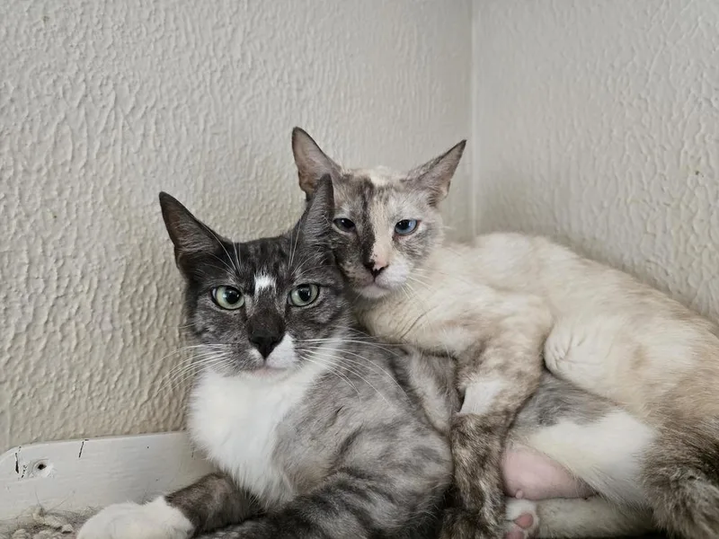 An adult large-sized female Siamese cat named Flora for adoption in Vancouver, WA