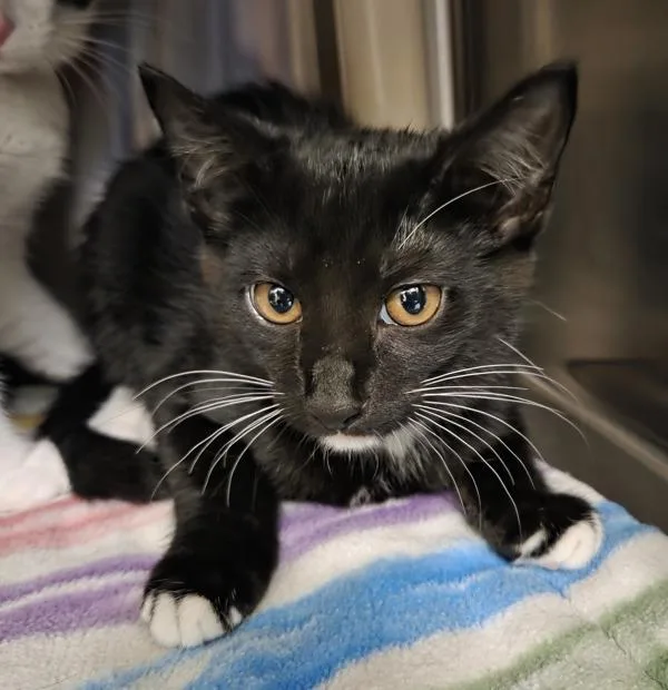 A baby small-sized female Domestic Short Hair cat named Pinto for adoption in Vancouver, WA