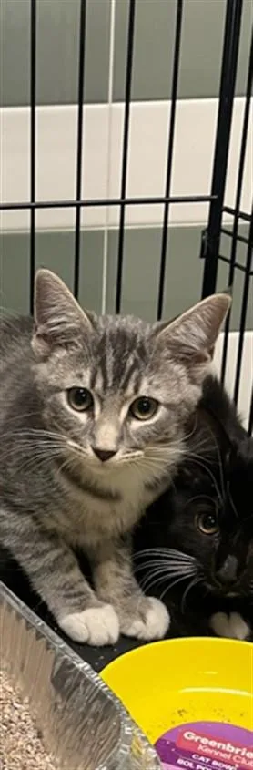 A baby small-sized male Domestic Short Hair cat named Lincoln for adoption in Van Nuys, CA