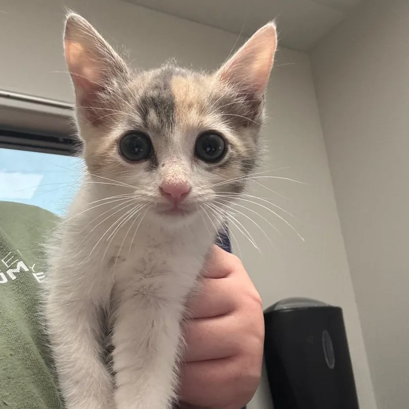 A baby small-sized female Gray / Blue / Silver Domestic Short Hair cat named Maybelle for adoption in Columbiana, AL