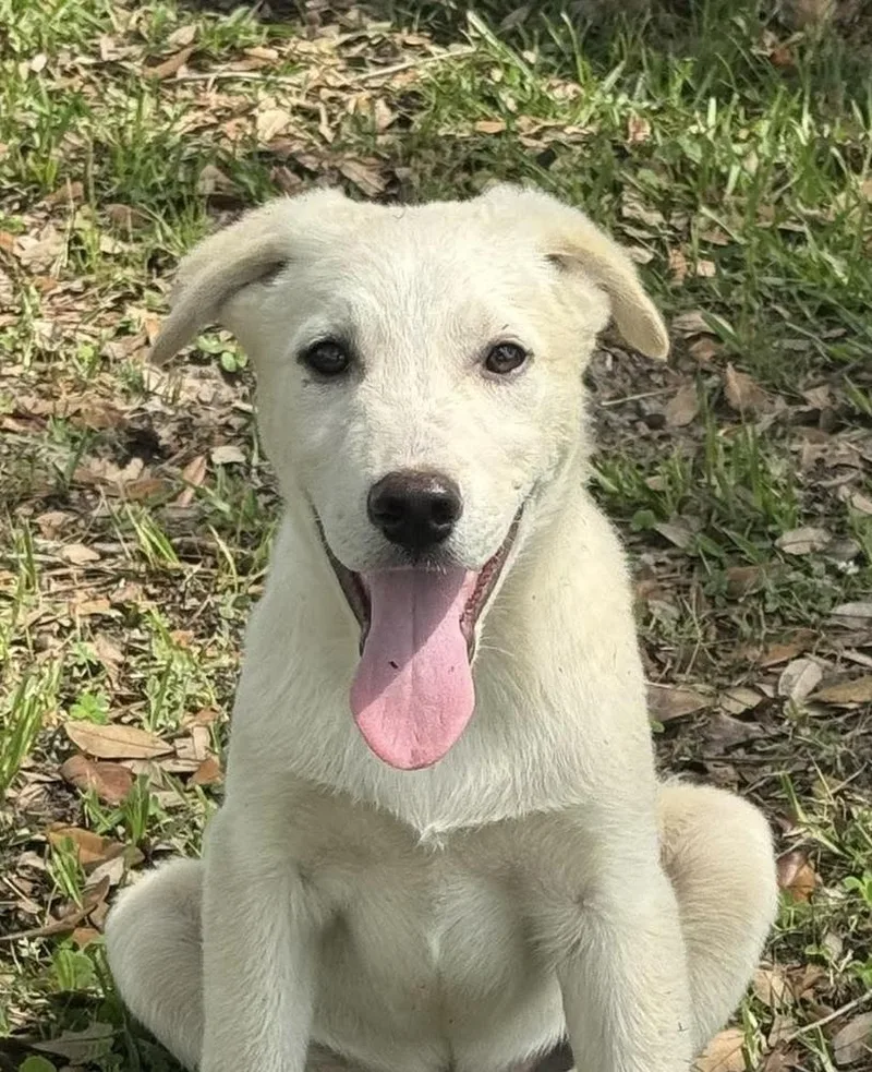 A baby medium-sized male White / Cream Carolina Dog dog named Thackery for adoption in Syracuse, NY