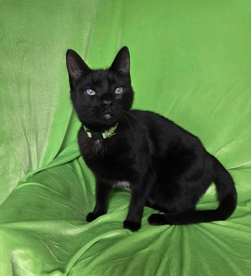 A young medium-sized female Domestic Medium Hair cat named Miley for adoption in Cumberland, ME