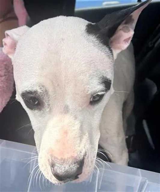 A young medium-sized female Terrier dog named Bashful for adoption in San Antonio, TX