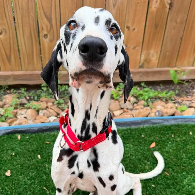 Pongo