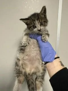 A baby small-sized male Domestic Short Hair cat named Star for adoption in Miami, FL