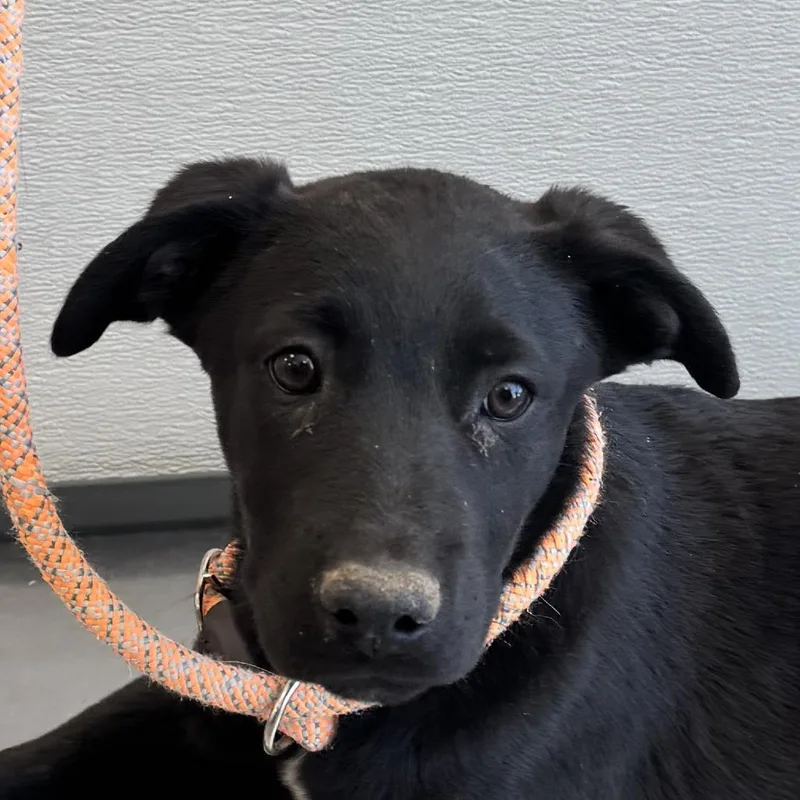 A baby medium-sized male Black Mixed Breed dog named Finnick for adoption in Las Cruces, NM