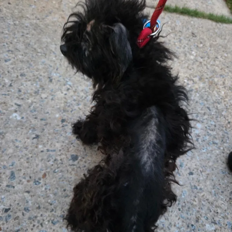 An adult small-sized male Black Mixed Breed dog named StrayWoodlandDrive for adoption in Columbus, GA
