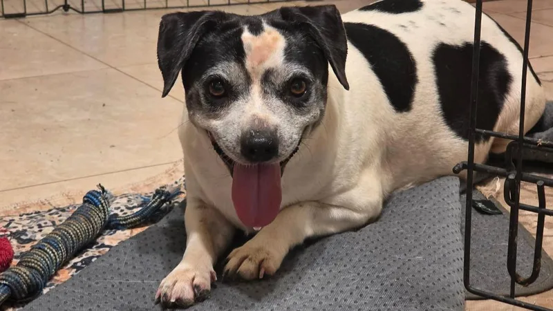 A young medium-sized female Mixed Breed dog named Athena for adoption in Mesa, AZ