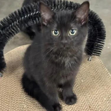 A baby small-sized male Black Domestic Short Hair cat named Scotty for adoption in Shawnee, KS