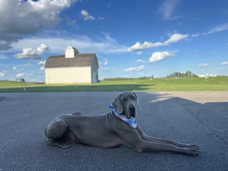 A young extra large-sized male Great Dane dog named Lucky for adoption in Elkhorn, WI