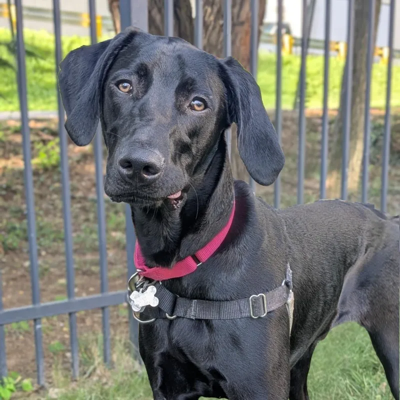 A young large-sized male Black Weimaraner dog named Ruger for adoption in Falls Church, VA