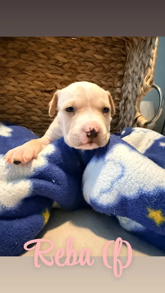 A baby small-sized female Tricolor (Brown, Black, & White) American Bulldog dog named Reba  Hope for adoption in Lakeland, FL