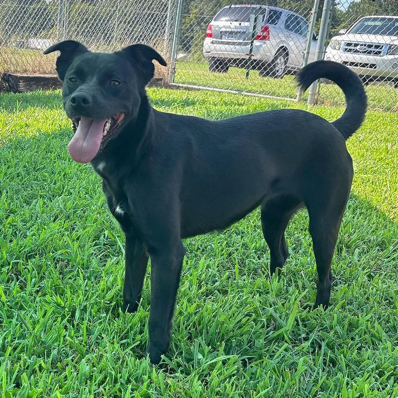 An adult medium-sized female Black Mixed Breed dog named Jasmine "Jazzy" for adoption in Smithville, TN