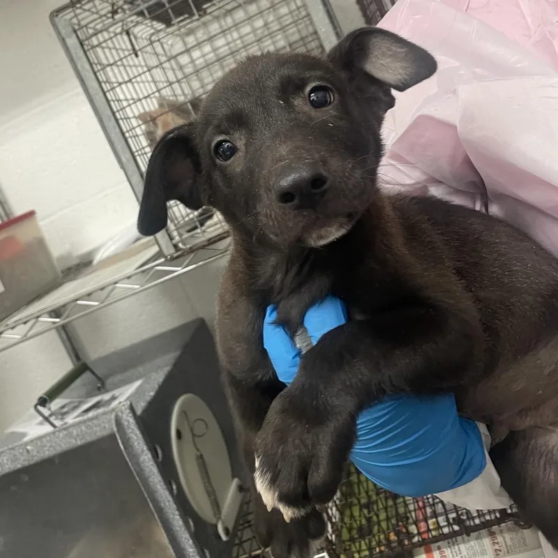 A baby small-sized male Black Shepherd dog named Peanut for adoption in Edinburg, TX
