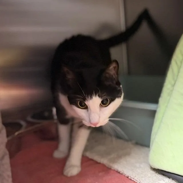 An adult medium-sized female Black Domestic Short Hair cat named Bubbles for adoption in Bullhead City, AZ