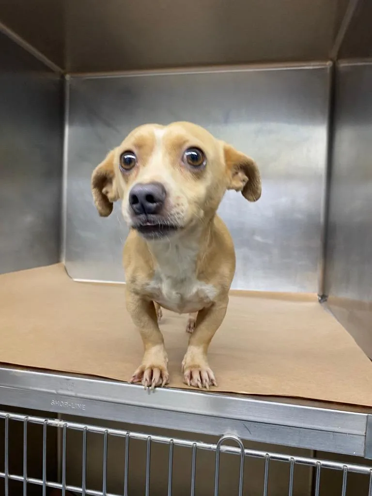 An adult small-sized male Chihuahua dog named Terry for adoption in Cartersville , GA