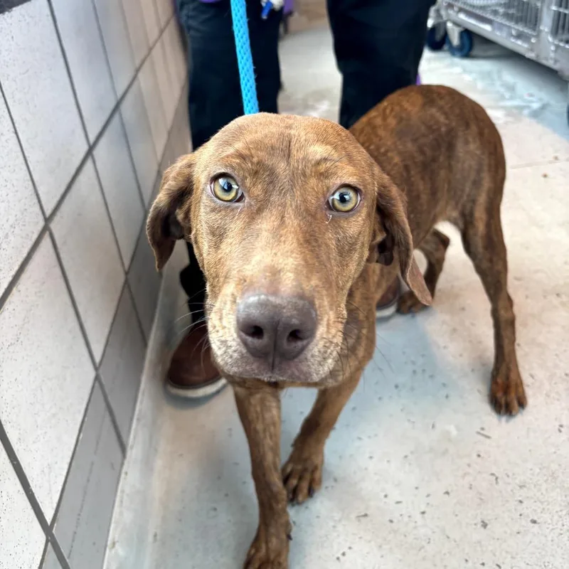 A young medium-sized female Brindle Labrador Retriever dog named Poppy for adoption in Tacoma, WA