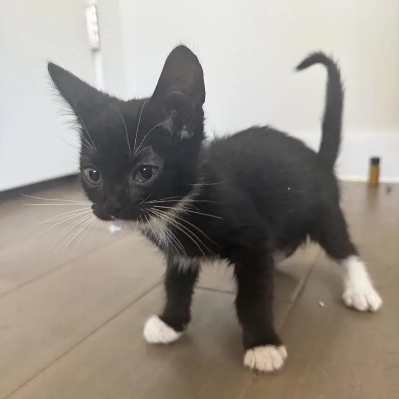 A baby small-sized male Black Domestic Short Hair cat named Zayn Malik for adoption in Austin, TX