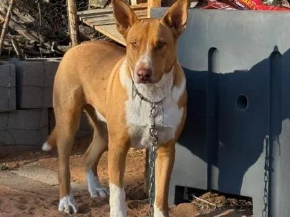 Guero