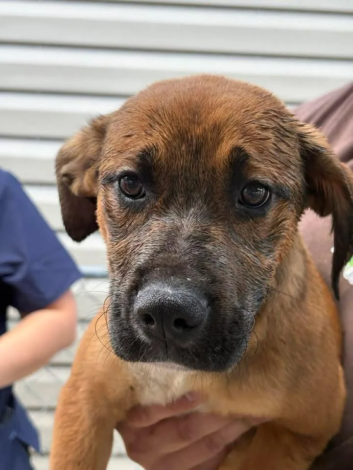 A baby medium-sized male Mixed Breed dog named Bruno for adoption in Lavonia, GA