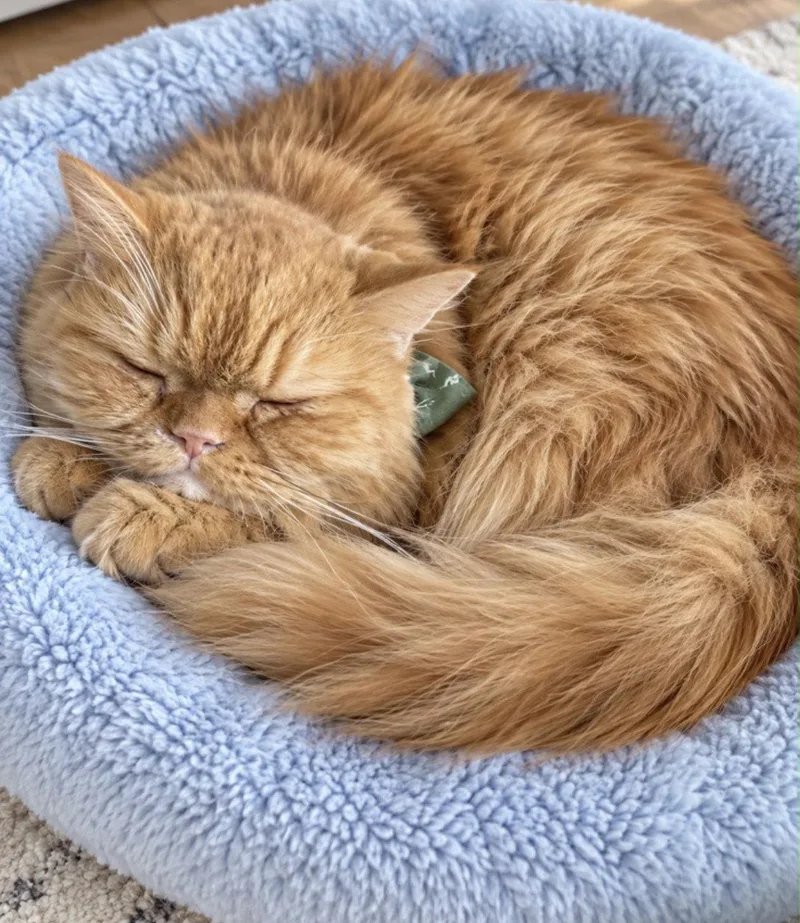 A young medium-sized male Persian cat named Laz for adoption in Margate, FL
