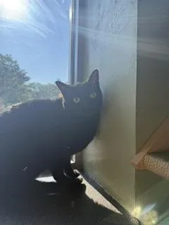 An adult small-sized female Domestic Short Hair cat named Orion for adoption in South Bend, IN