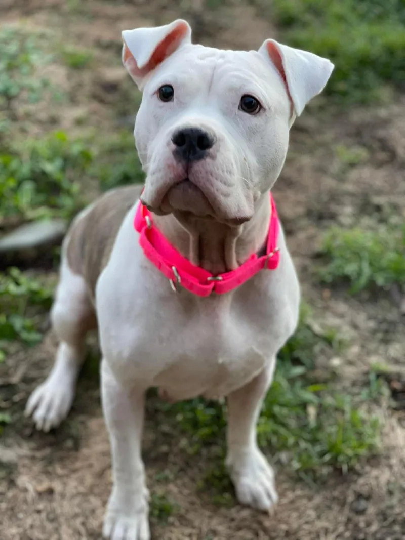 An adult medium-sized female White / Cream American Staffordshire Terrier dog named Apricot for adoption in Salem, NH